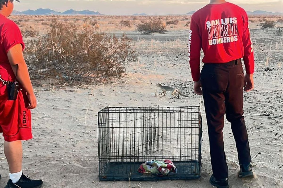 Liberan en su hábitat al zorro rescatado de una zanja en San Luis Río Colorado