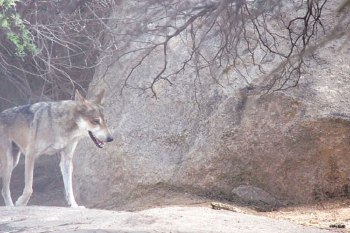 El lobo gris mexicano del Centro Ecológico es el único en el país