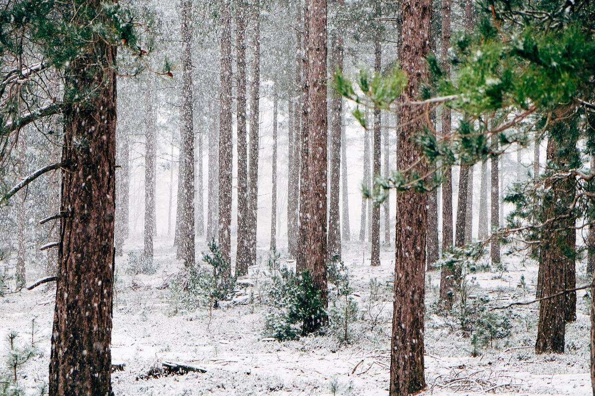 Pronóstico del clima: Prevén mínimas de -5 a 0 grados y heladas en Baja California y Sonora