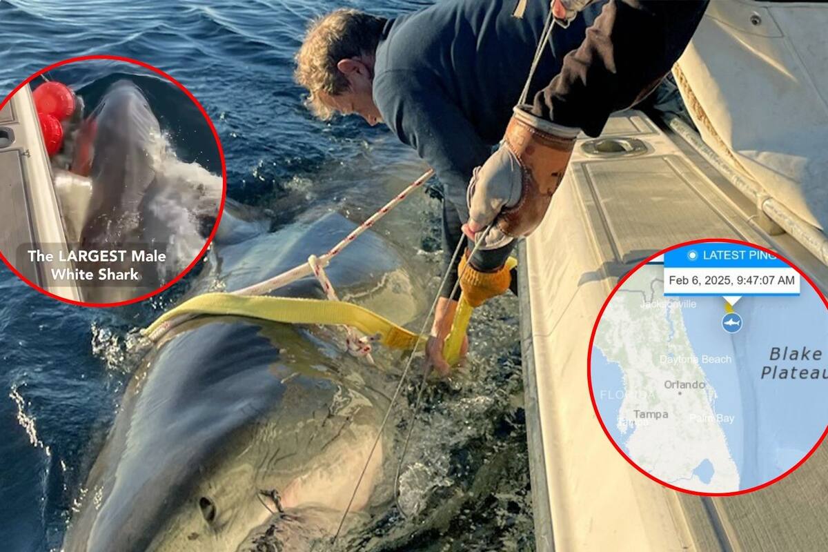 Investigadores encuentran enorme tiburón blanco de casi 750 kilos