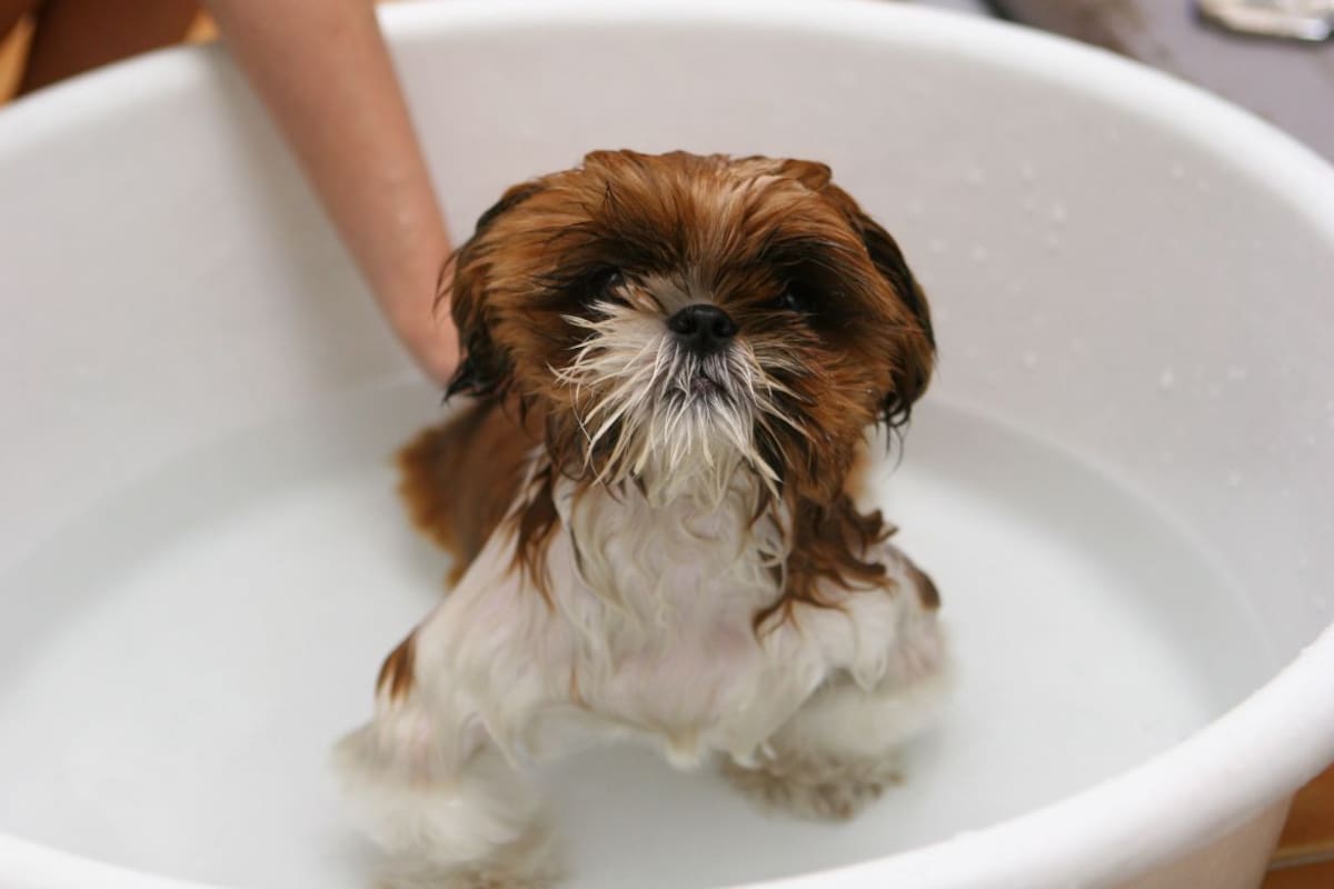 Mojar todo el cuerpo de tu perro cuando hace calor podría ser un error y expertos explican qué partes debes mojar para evitar daños por altas temperaturas