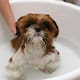 Mojar todo el cuerpo de tu perro cuando hace calor podría ser un error y expertos explican qué partes debes mojar para evitar daños por altas temperaturas