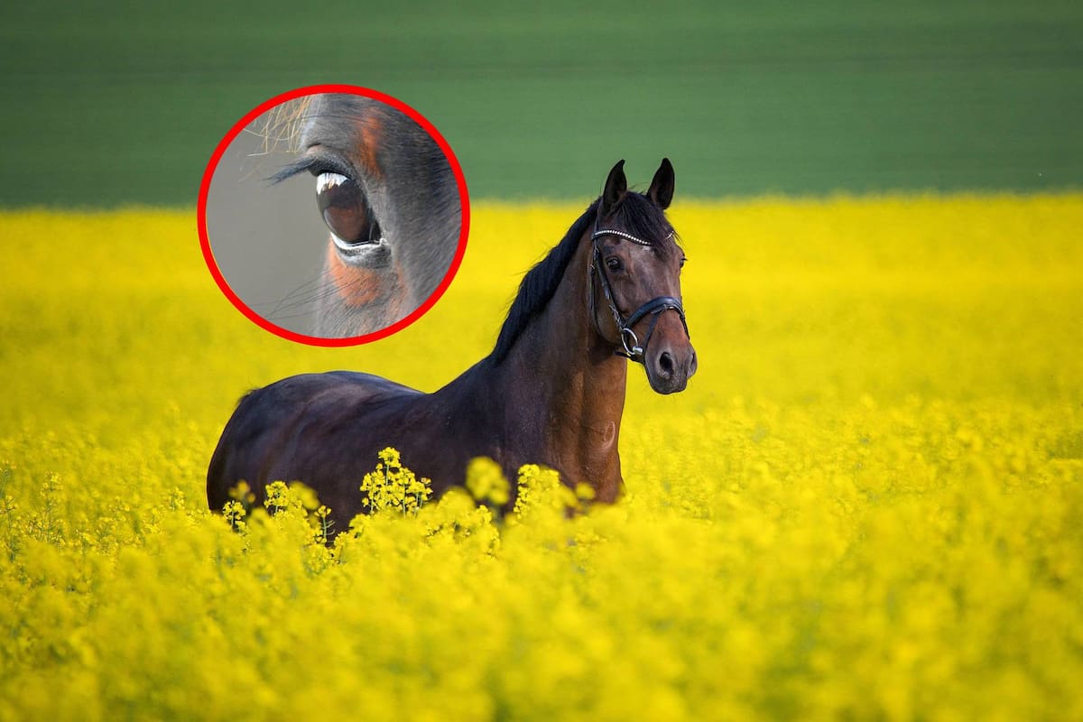 Día Mundial del Caballo:5 curiosidades sobre este noble animal