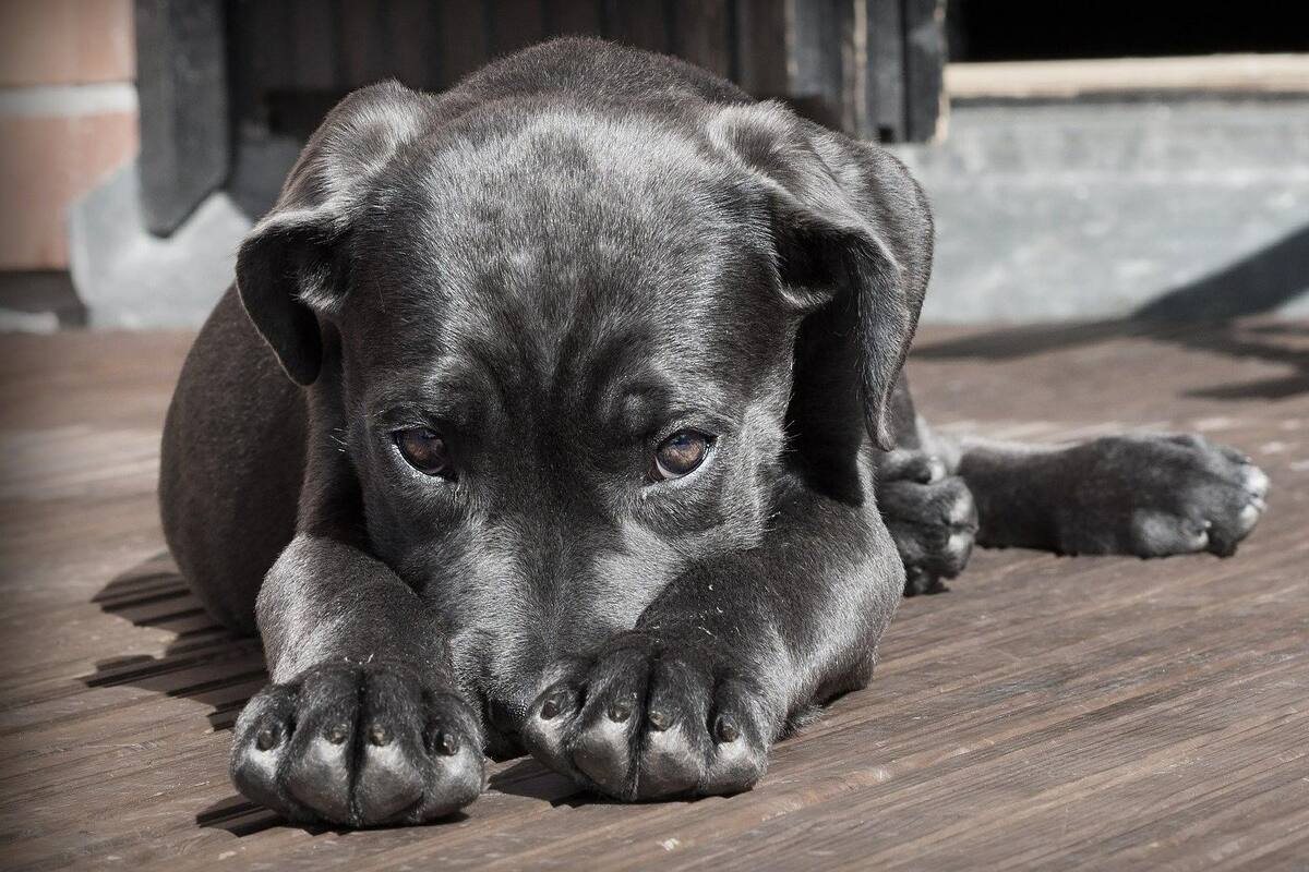 Rescatan a un perro que quedó atrapada en una puerta metálica