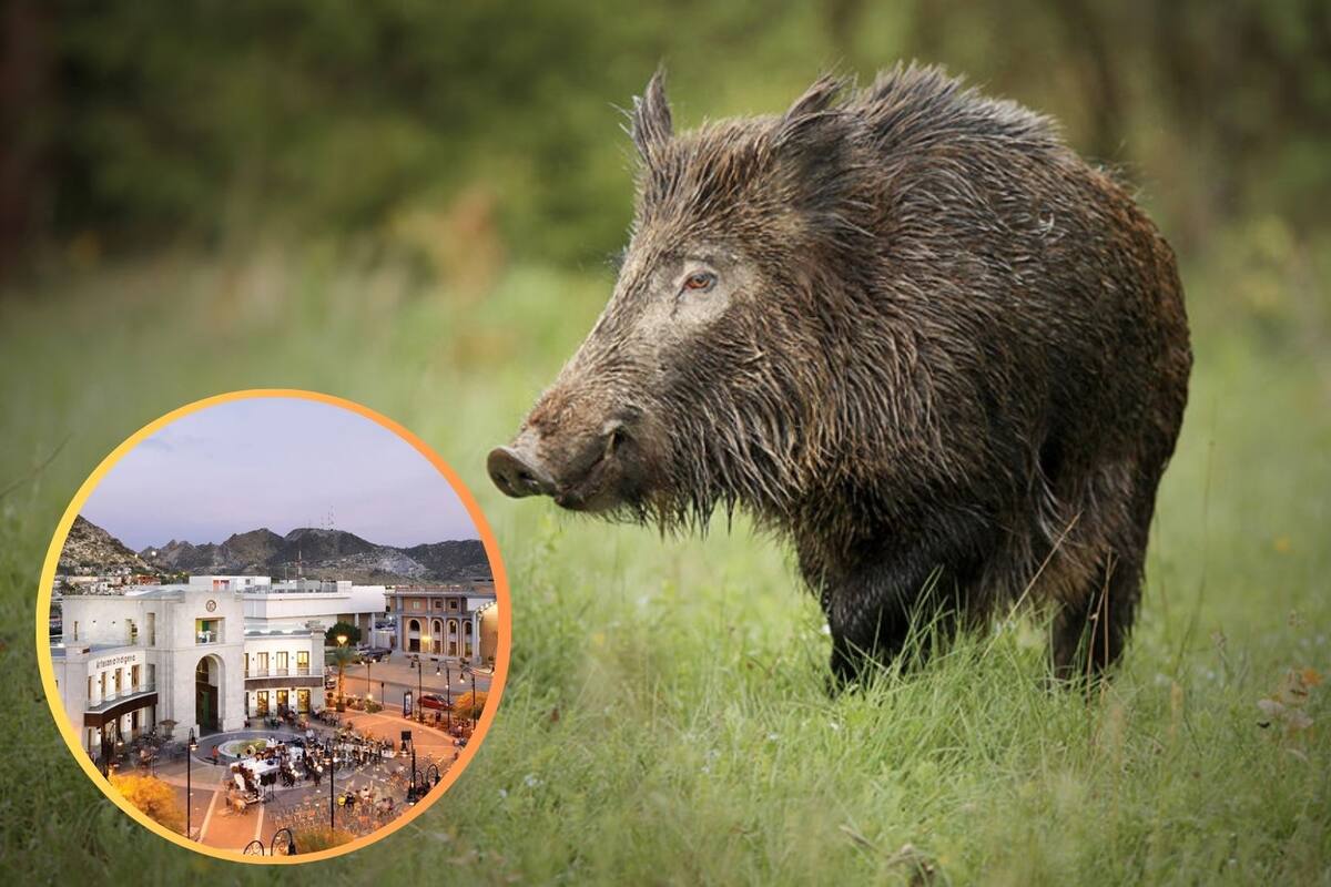 Capturan a un cochi jabalí que causó pánico en la colonia Quinta Esmeralda