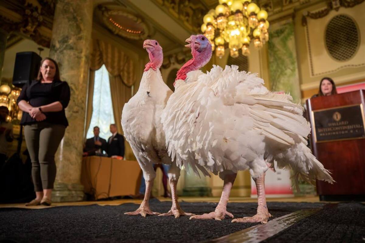 Pavos viven entre lujos antes de ver a Trump en Día de Acción de Gracias