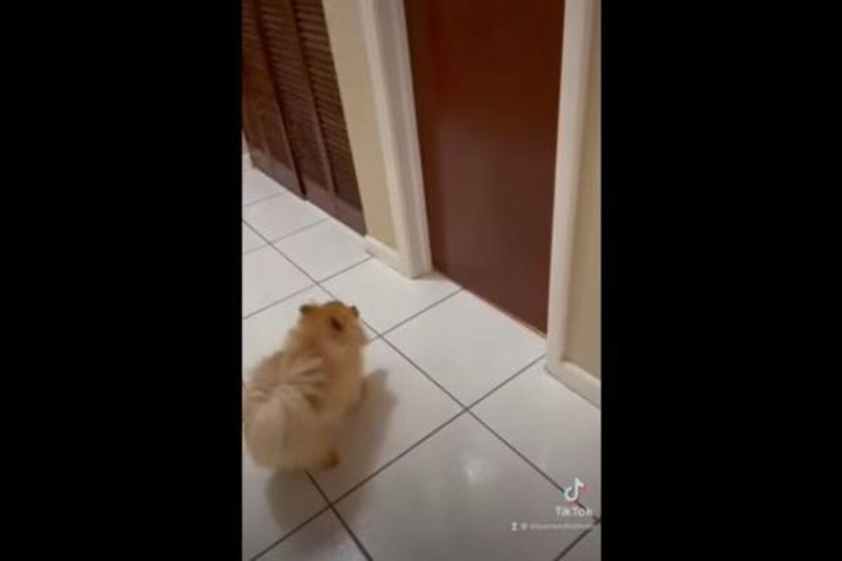 VIRAL: Mujer descubre a su mascota jugando con su hijo