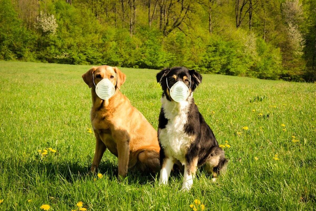 Suiza entrena a perros para detectar personas infectadas por Covid-19