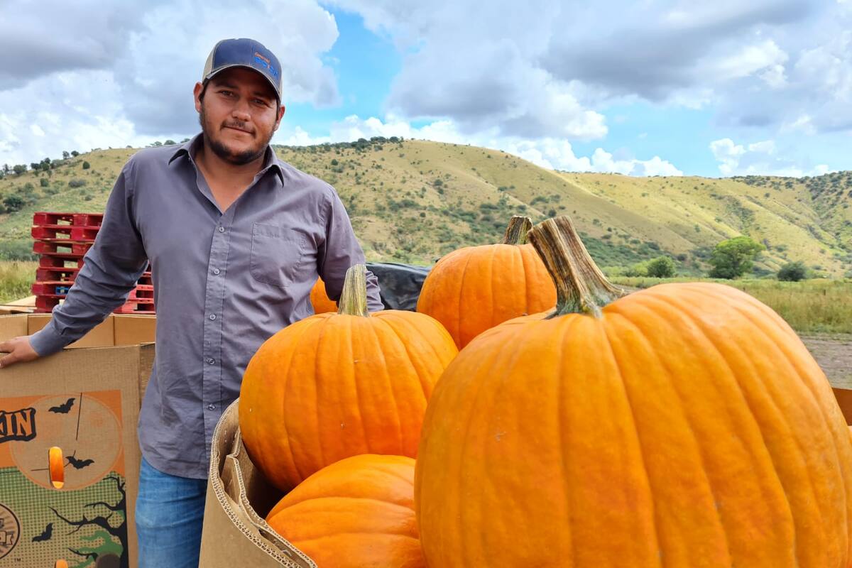 Calabazas de Halloween, de Santa Cruz Sonora para EU