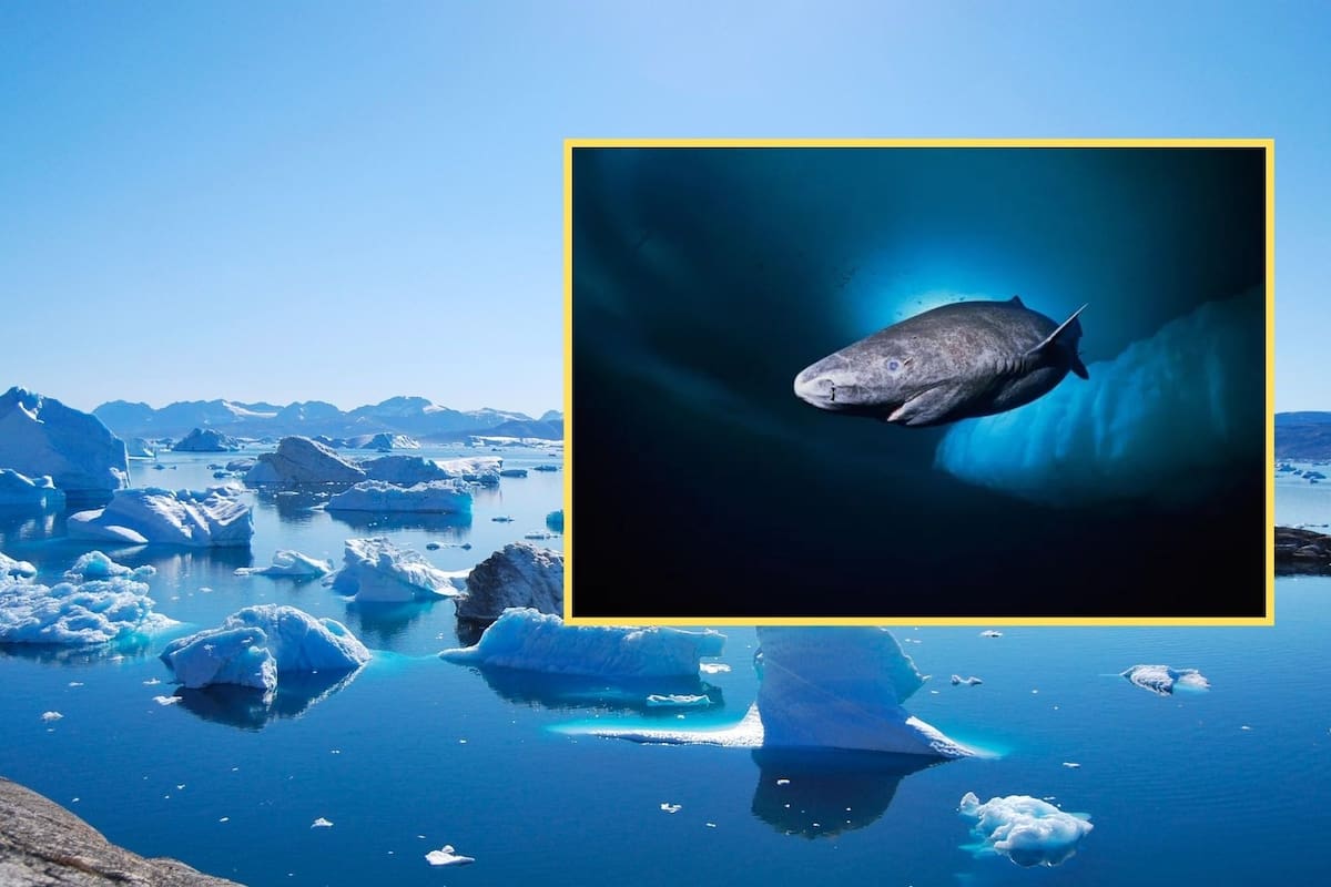 Este es el animal más longevo del planeta