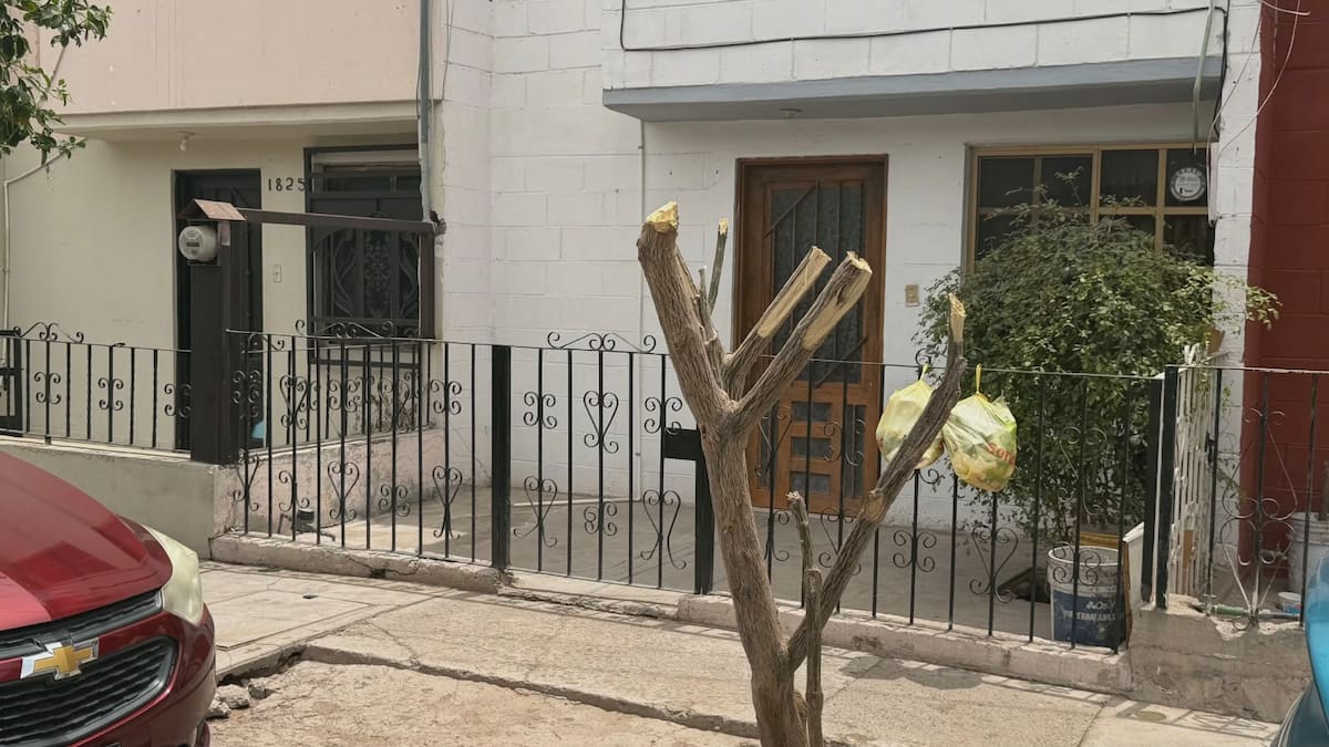 Podar en mal momento puede dañar árboles y generar sanciones. | Foto: Mayra Echeverría.
