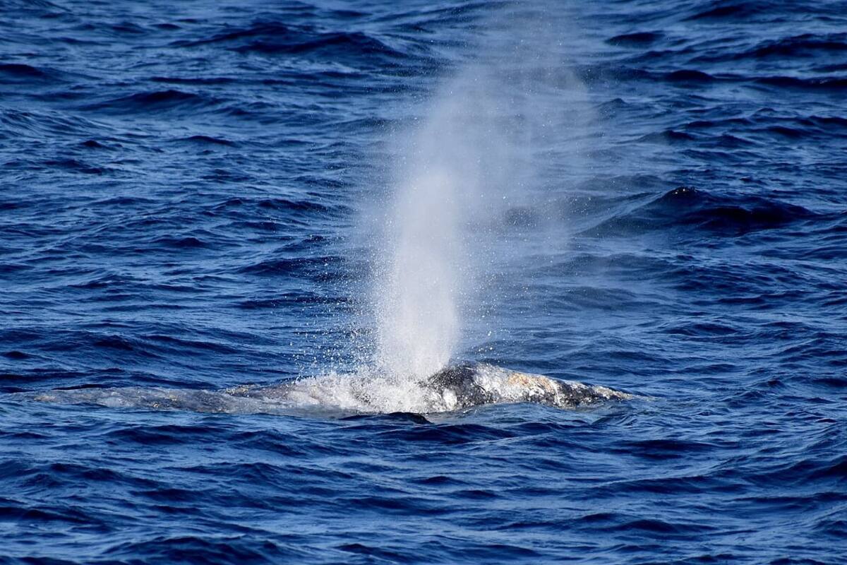 Avistamiento de ballenas en Ensenada