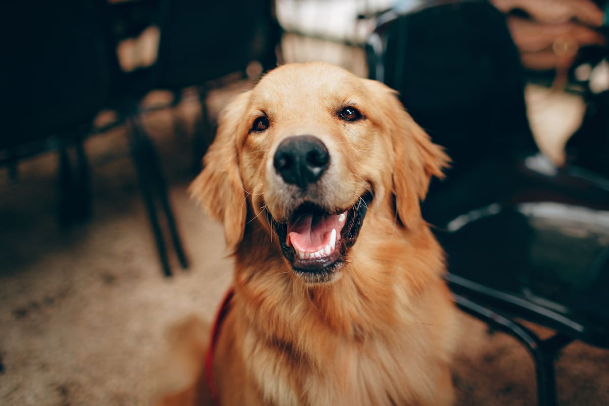 ¿Qué revela la genética del golden retriever sobre el comportamiento humano?