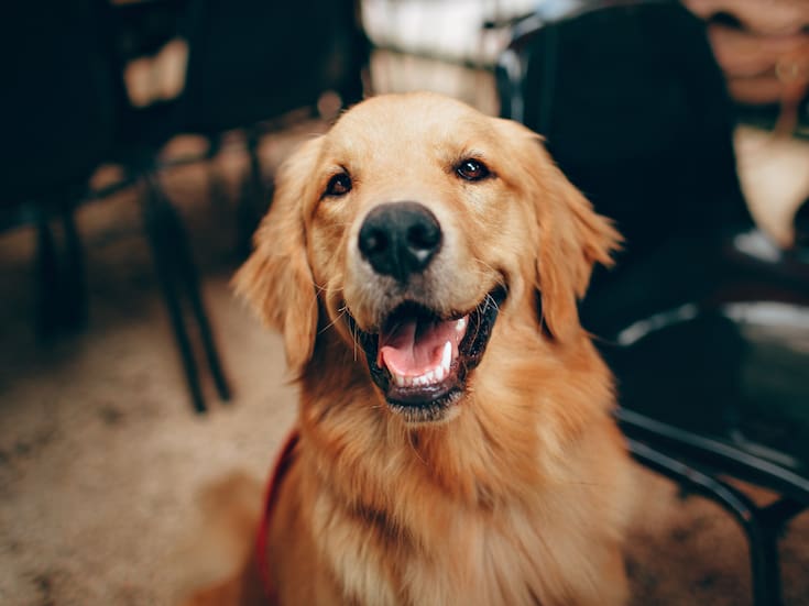 ¿Qué revela la genética del golden retriever sobre el comportamiento humano?