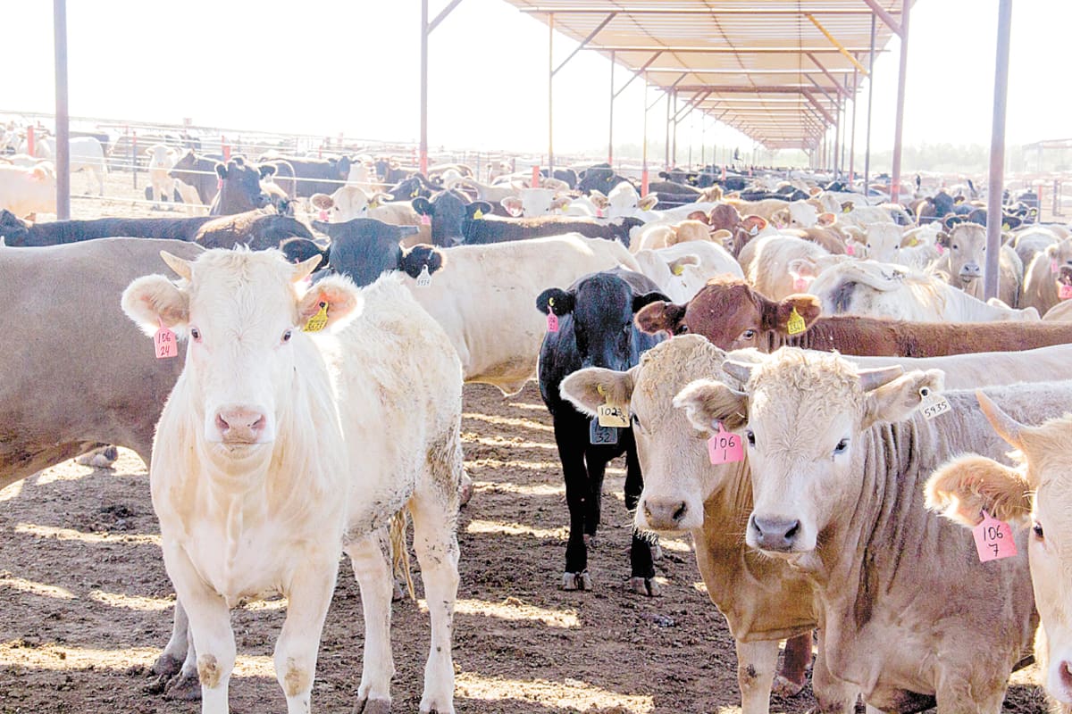 Sonora se mantiene entre los mejores exportadores de ganado.