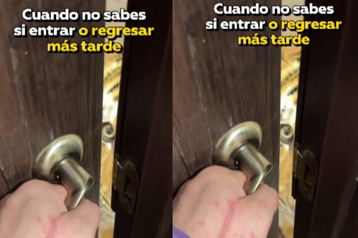 Hombre muestra cómo su tigre mascota lo espera en casa y causa impresión