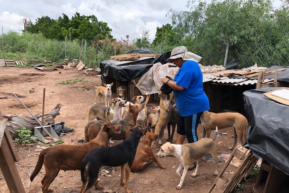Requieren ayuda para 70 perros en Ciudad Obregón