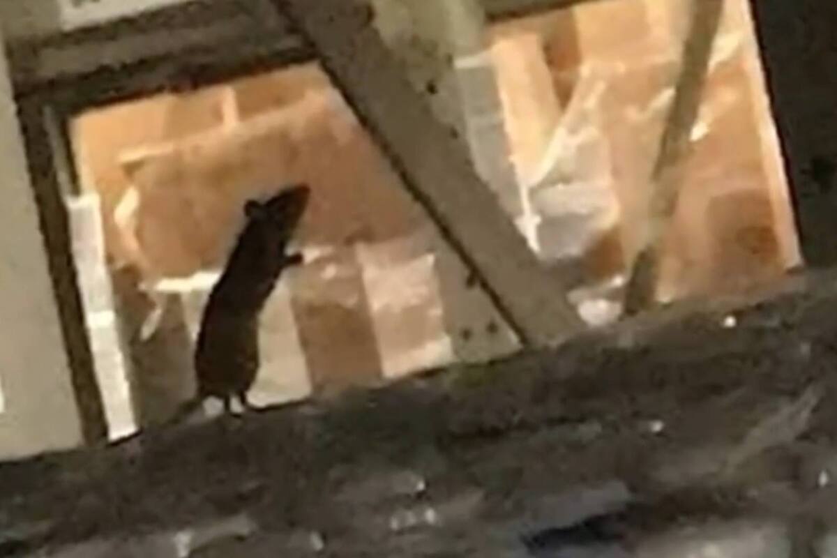 VIDEOS: Encuentran más de mil roedores muertos en un centro de distribución de EU