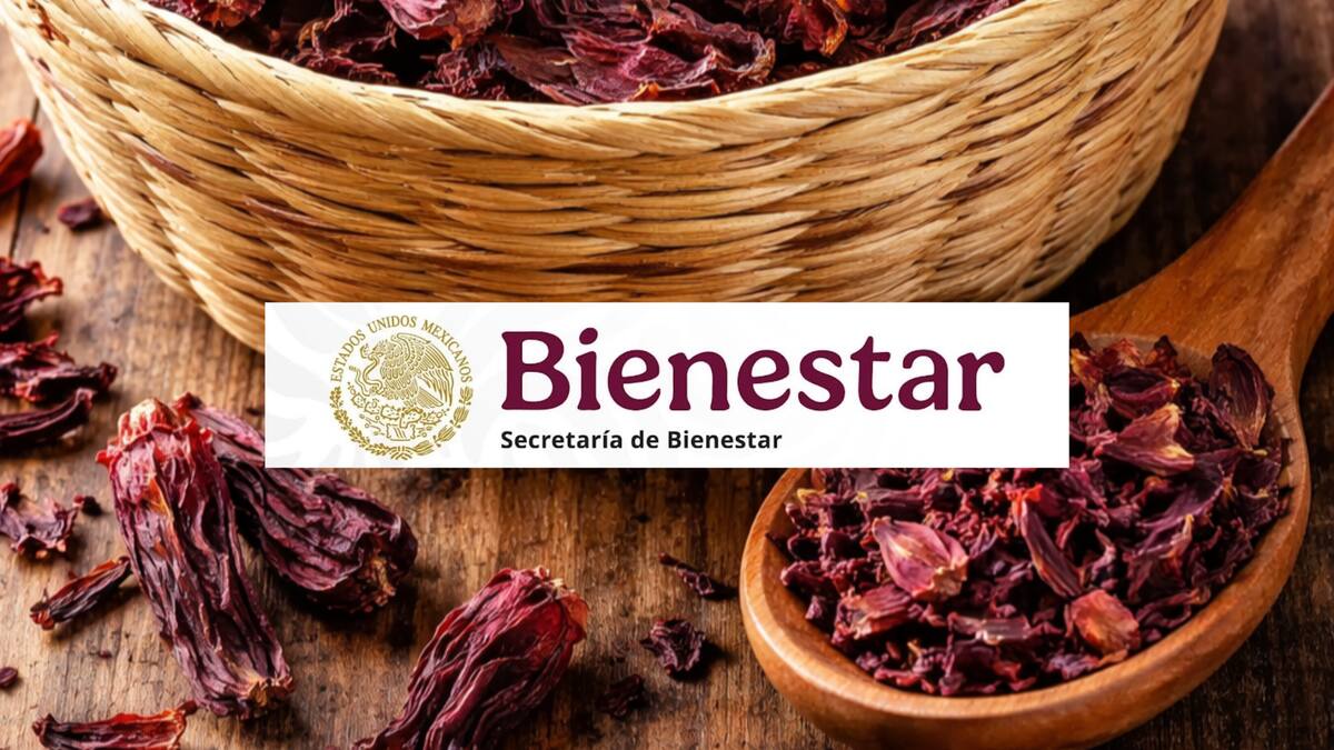 Claudia Sheinbaum anunció que impulsará la producción de jamaica en Guerrero, dentro de Alimentación para el Bienestar, con compras a precio justo, apoyo directo a productores y sin intermediarios