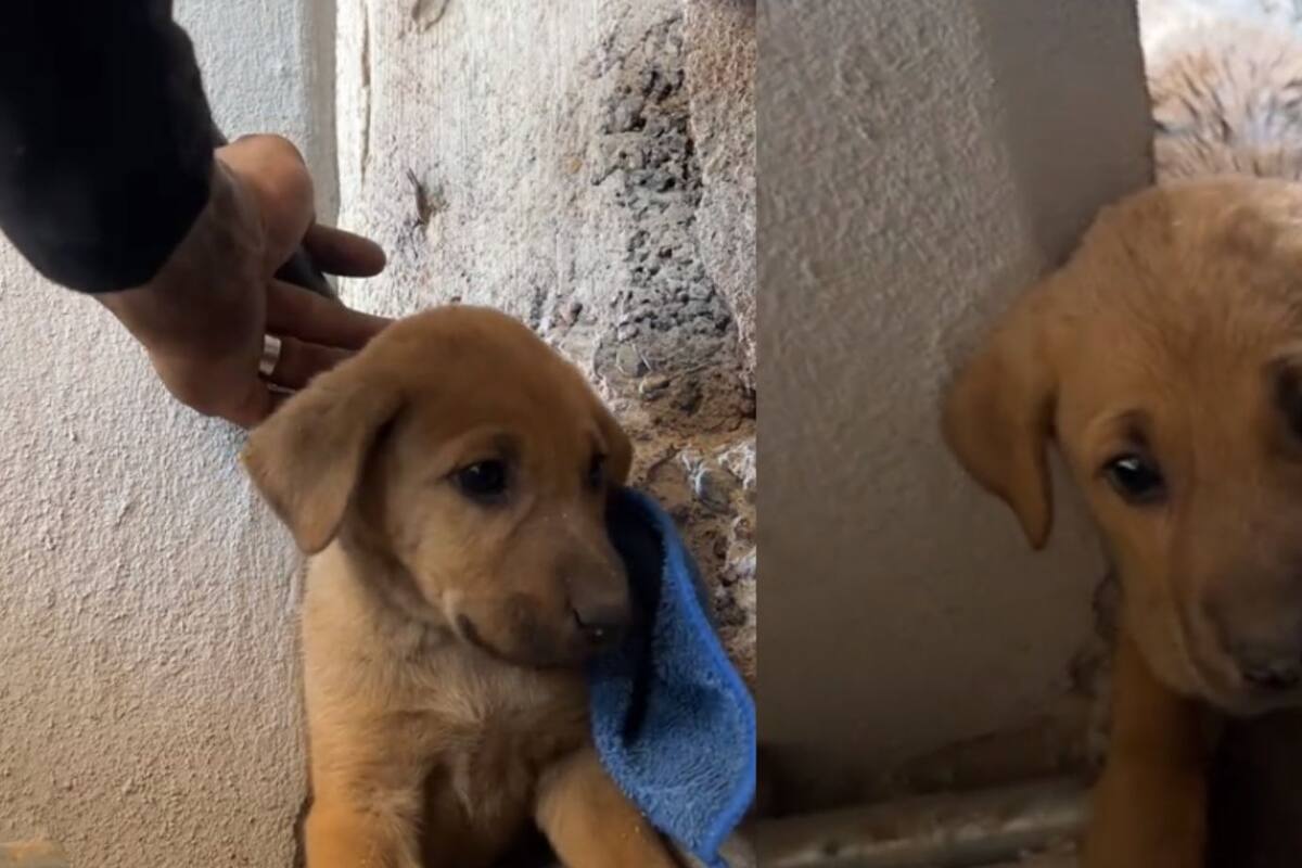 “Típico de un padre, te ayuda mientras te regaña”: Joven rescata a un cachorro que se quedó atrapado en una pared