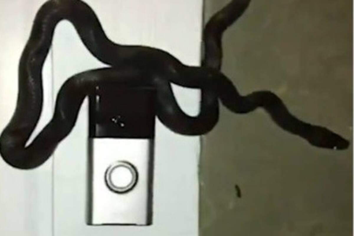 Serpiente que 'toca' el timbre de una casa