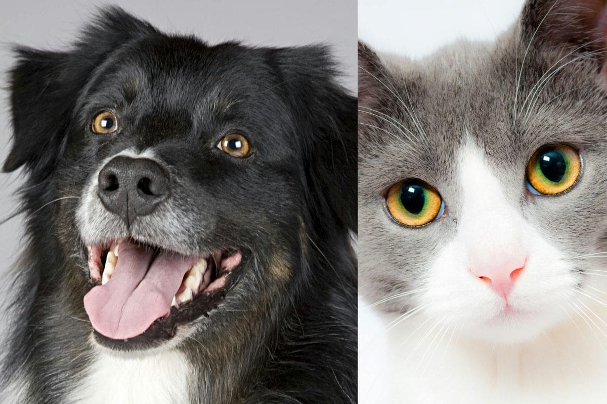 Michoacán suspende adopciones de perros y gatos por aumento de rituales de brujería