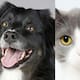 Michoacán suspende adopciones de perros y gatos por aumento de rituales de brujería