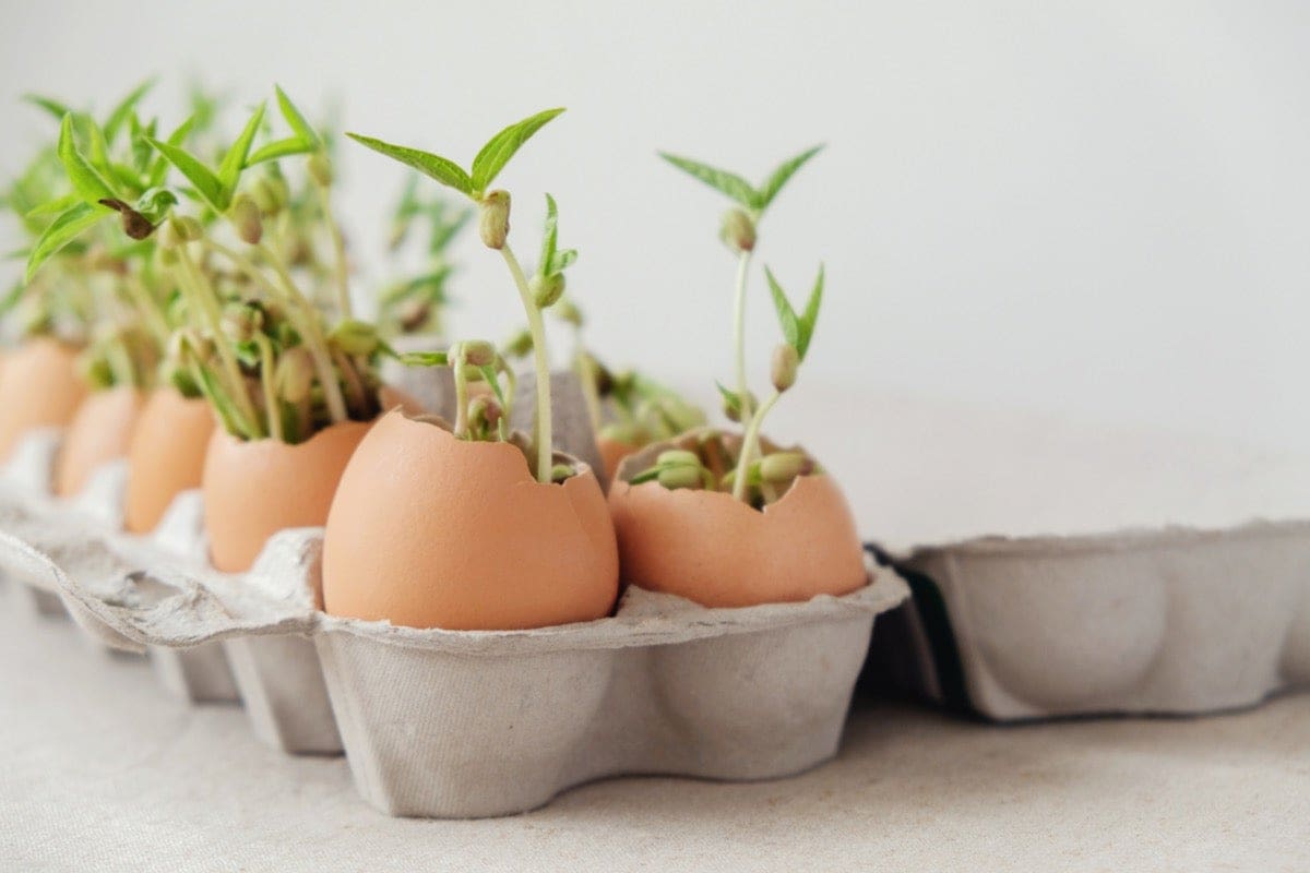 Antes de tirar los cascarones de huevo pruébalos en tus plantas y optimiza tu jardín