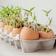 Antes de tirar los cascarones de huevo pruébalos en tus plantas y optimiza tu jardín