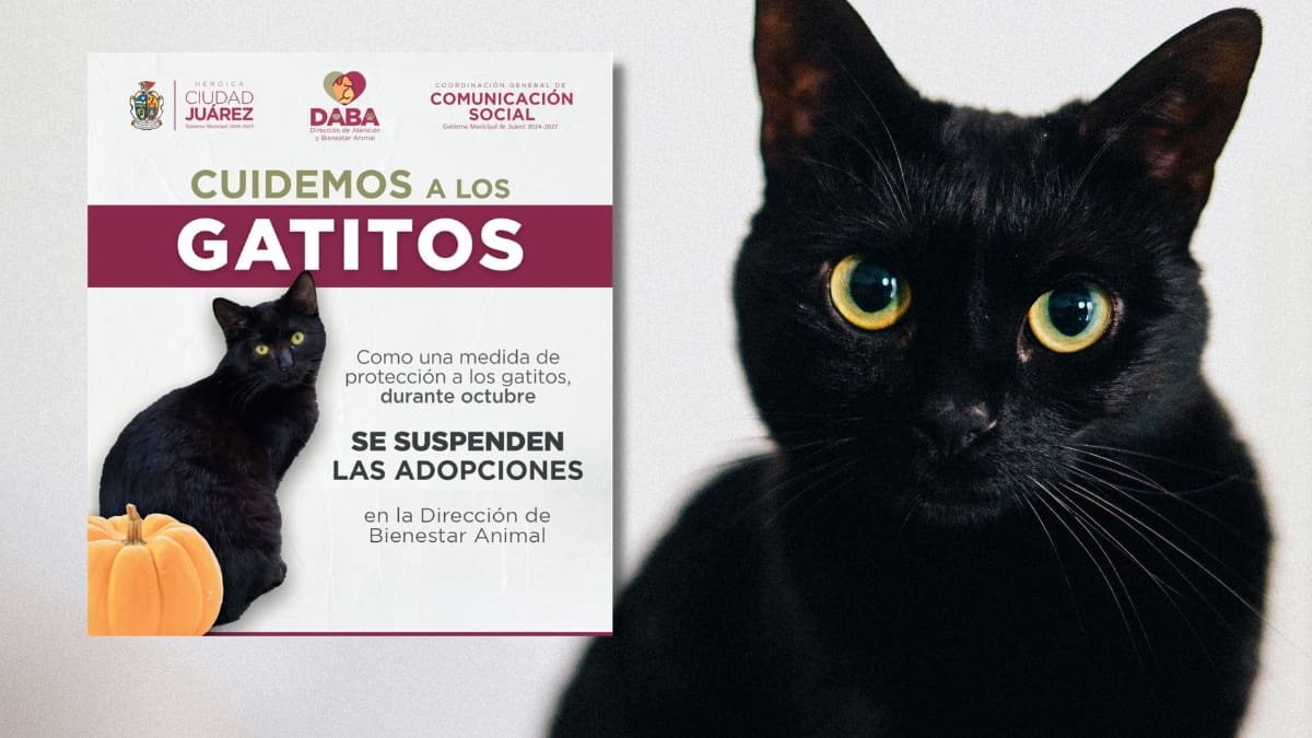 Se suspenden adopciones de gatos en México durante octubre ante riesgo de que sean utilizados en presuntos sacrificios o actos de crueldad relacionados con las celebraciones de Halloween y Día de Muertos
