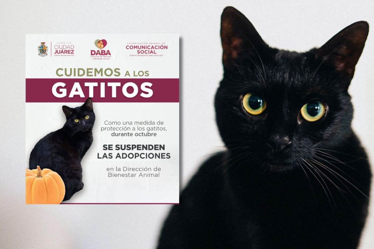 Se suspenden adopciones de gatos en México durante octubre ante riesgo de que sean utilizados en presuntos sacrificios o actos de crueldad relacionados con las celebraciones de Halloween y Día de Muertos