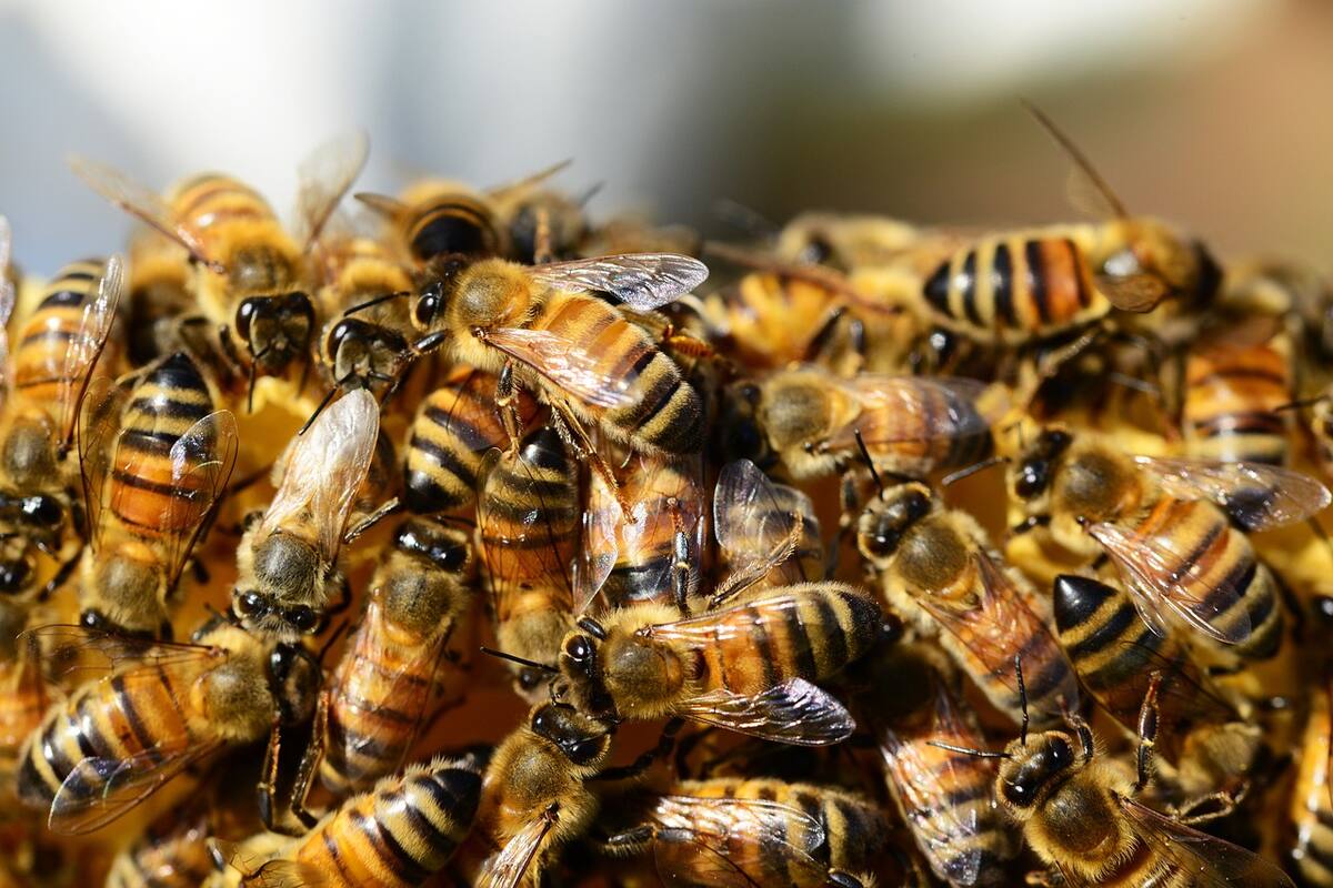 ChatGPT te explica cuál es la importancia de las abejas para los humanos