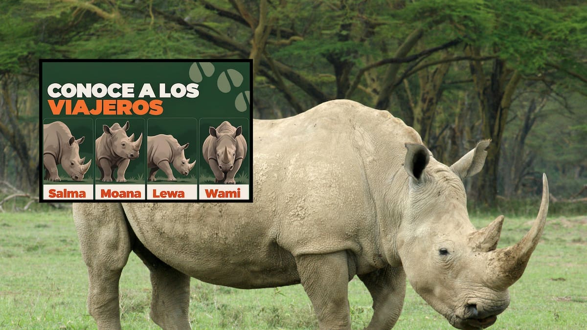 Zoológico de Guadalajara recibe cuatro rinocerontes blancos de Francia para impulsar la conservación de una especie amenazada por la caza ilegal