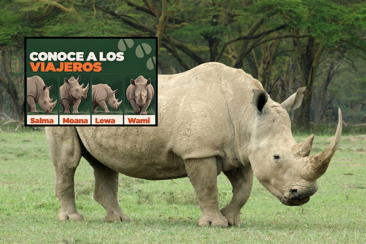 Zoológico de Guadalajara recibe cuatro rinocerontes blancos de Francia para impulsar la conservación de una especie amenazada por la caza ilegal