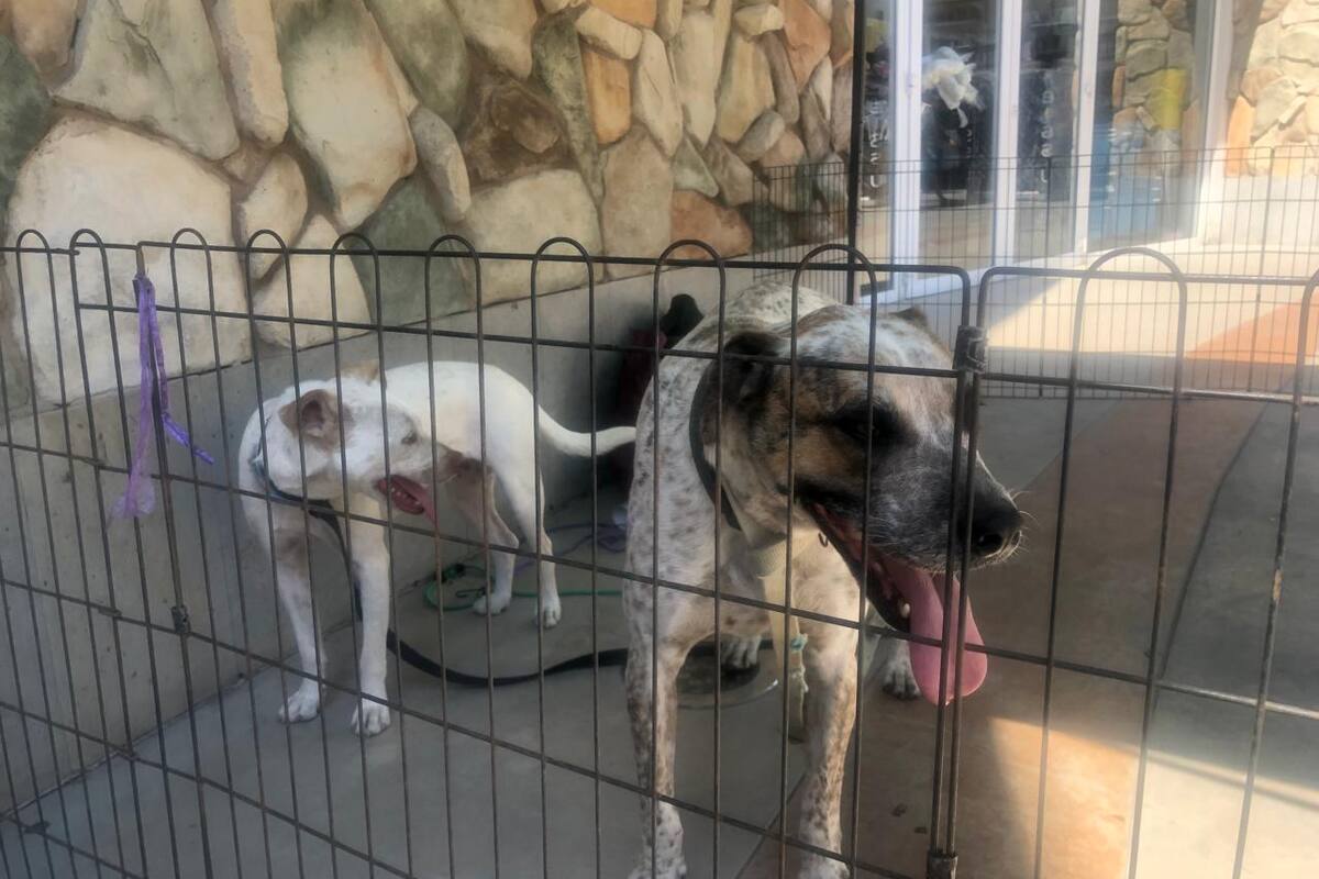 Buscan hogar para perritos que fueron regresados