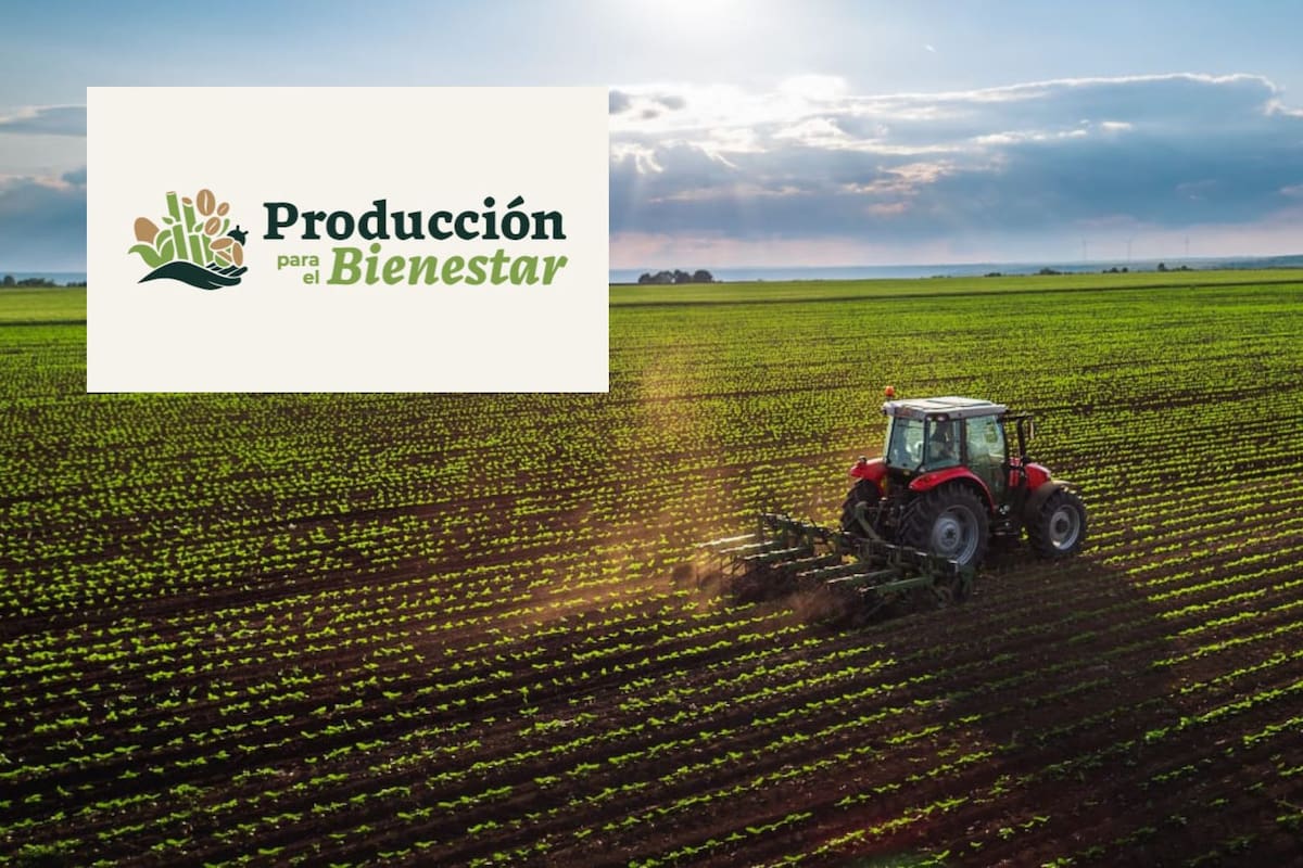 Programa de producción para el Bienestar: Se dará más de mil 480 mdp en apoyos a 176 mil 563 productores agrícolas