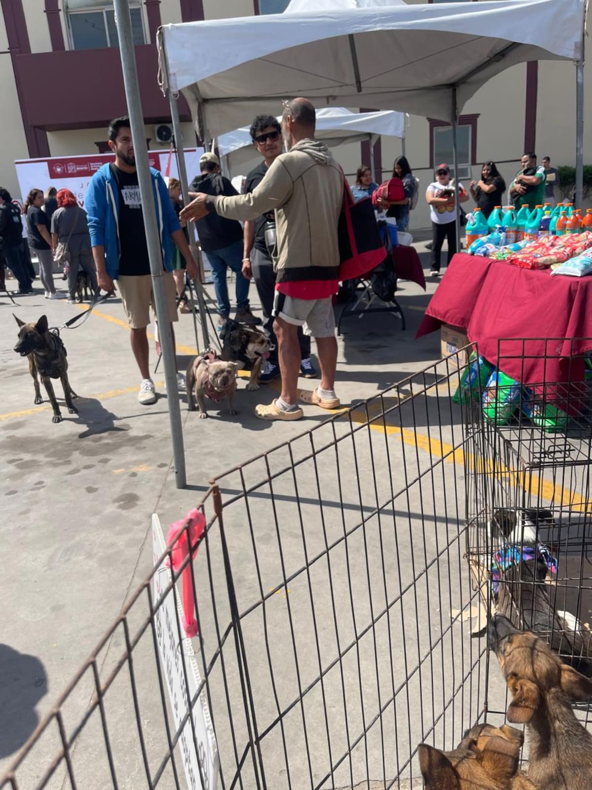 Autoridades de Rosarito impulsaron una feria de adopción y bienestar animal donde anunciaron jornadas gratuitas de esterilización, vacunación y concientización para combatir el abandono de mascotas. Foto: Carmen Gutiérrez