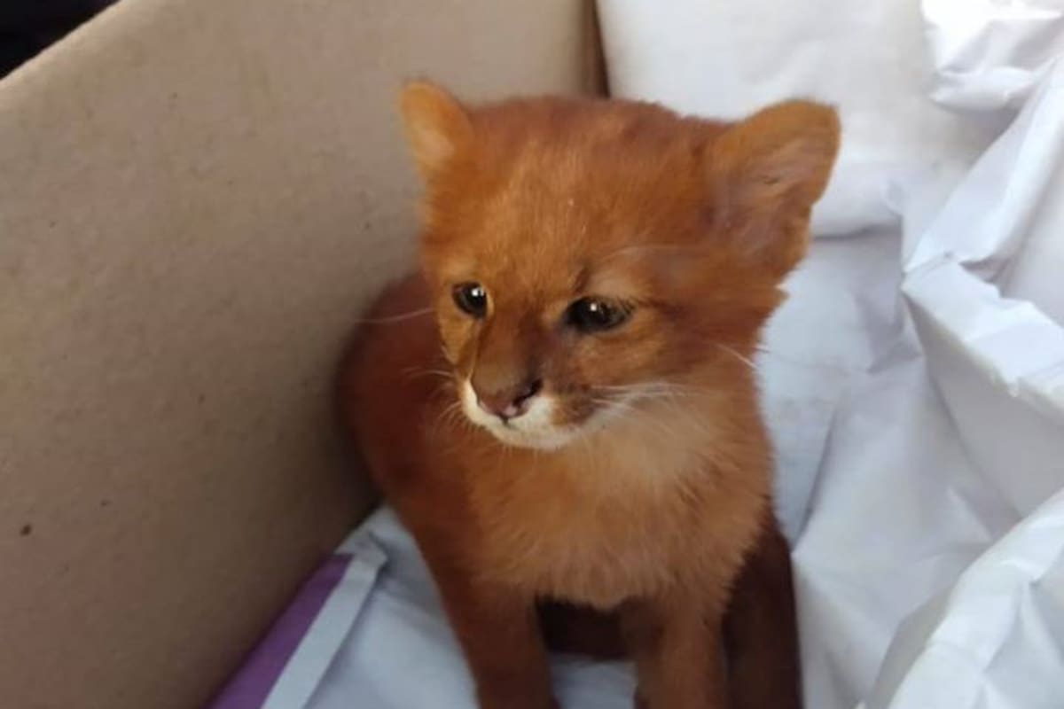 Joven rescata un puma salvaje pensando que era un pequeño gato
