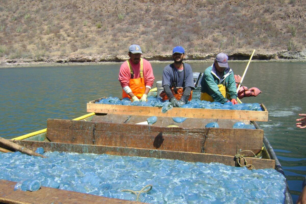 “Desaparece” en Guaymas la aguamala tras siete años