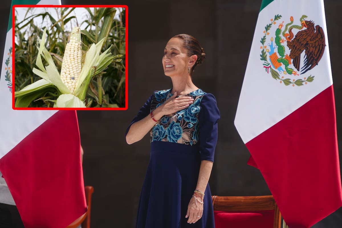 Firma Claudia Sheinbaum la reforma constitucional que prohíbe el maíz transgénico en México