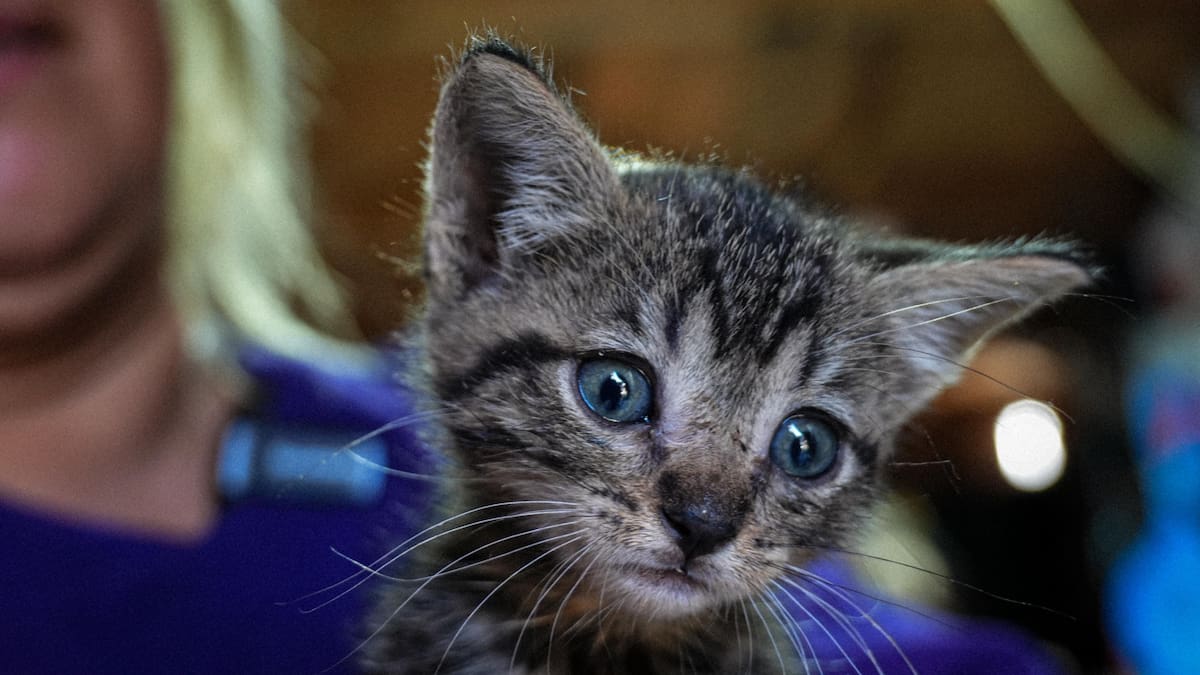 “Mérida”, gatita sobreviviente de caso de maltrato en El Dorado