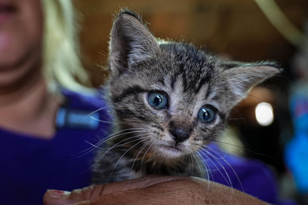 “Mérida”, gatita sobreviviente de caso de maltrato en El Dorado
