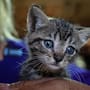 “Mérida”, gatita sobreviviente de caso de maltrato en El Dorado