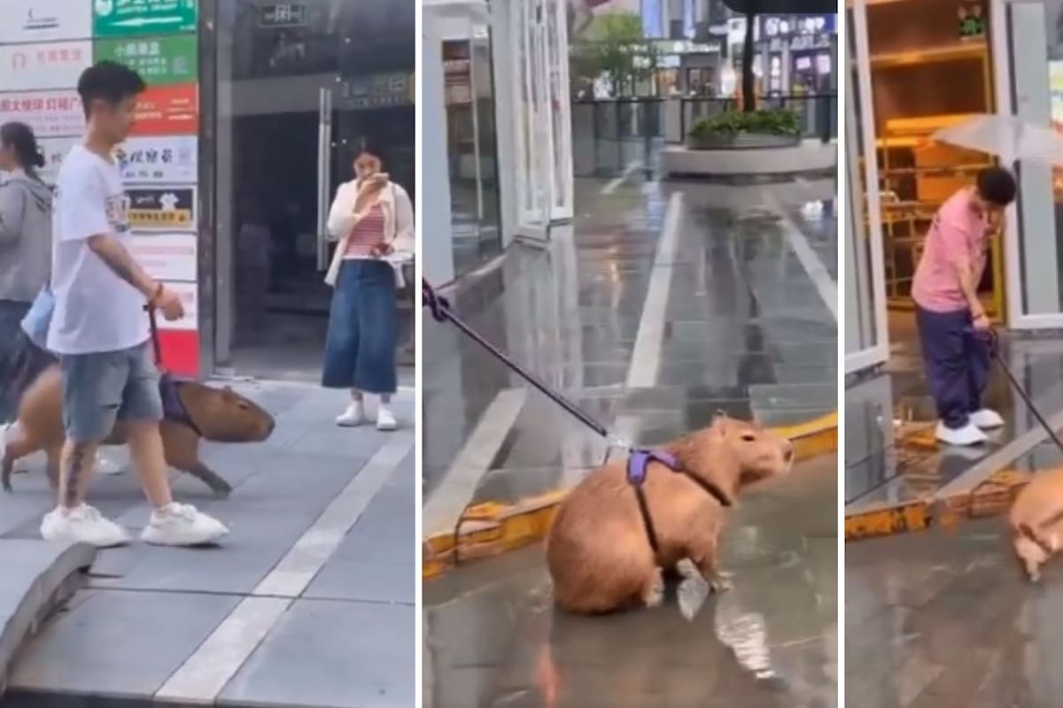 Joven se viraliza al pasear con su capibara por la calle