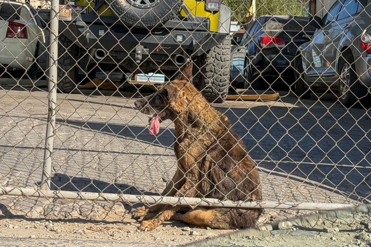 Muere perro por golpe de calor en taller de la colonia Zacatecas; investigan posible maltrato