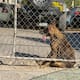 Muere perro por golpe de calor en taller de la colonia Zacatecas; investigan posible maltrato