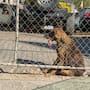 Muere perro por golpe de calor en taller de la colonia Zacatecas; investigan posible maltrato