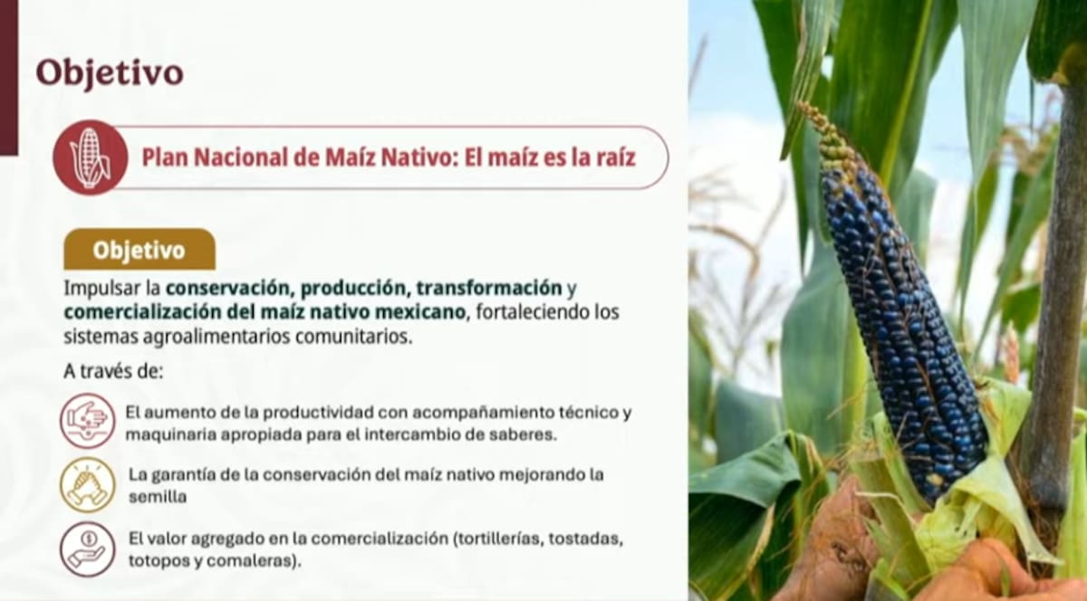 El Gobierno de México presentó el Plan Nacional del Maíz Nativo “El Maíz es la Raíz”, un programa que apoyará a más de un millón de productores con fertilizantes, maquinaria colectiva y acompañamiento técnico.