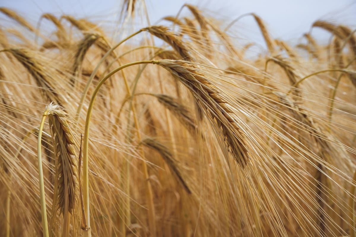 Baja California registra 258 mil hectáreas agrícolas en 2025