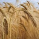 BC registra 258 mil hectáreas agrícolas en 2025
